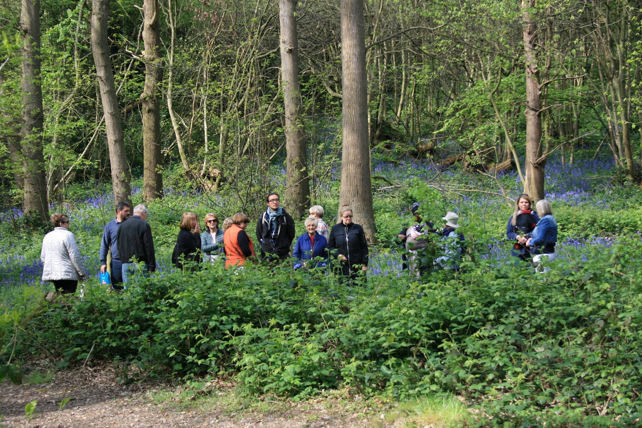 Walking among bluebells