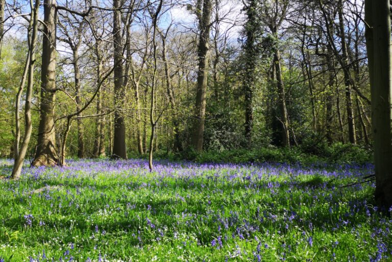 Lesnes Abbey Woods, park and ruins, venue hire in South East London